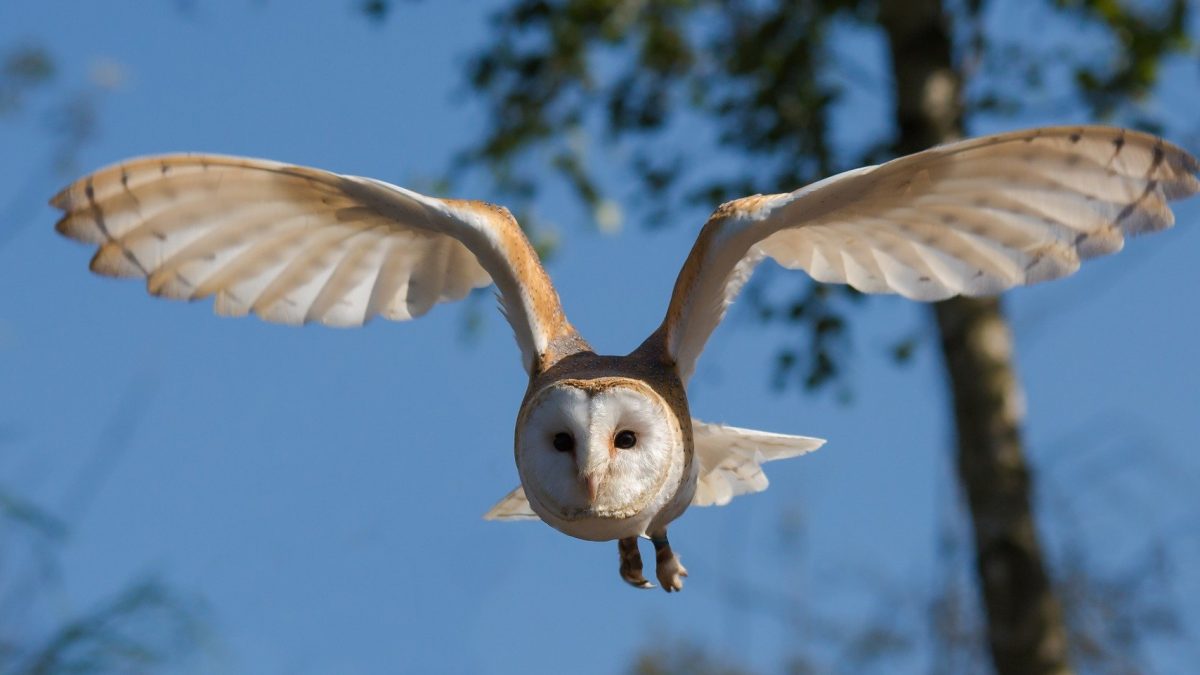 picture of a barn owl