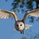 picture of a barn owl