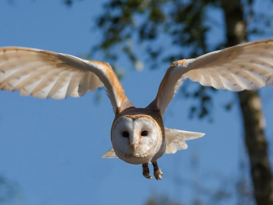 picture of a barn owl
