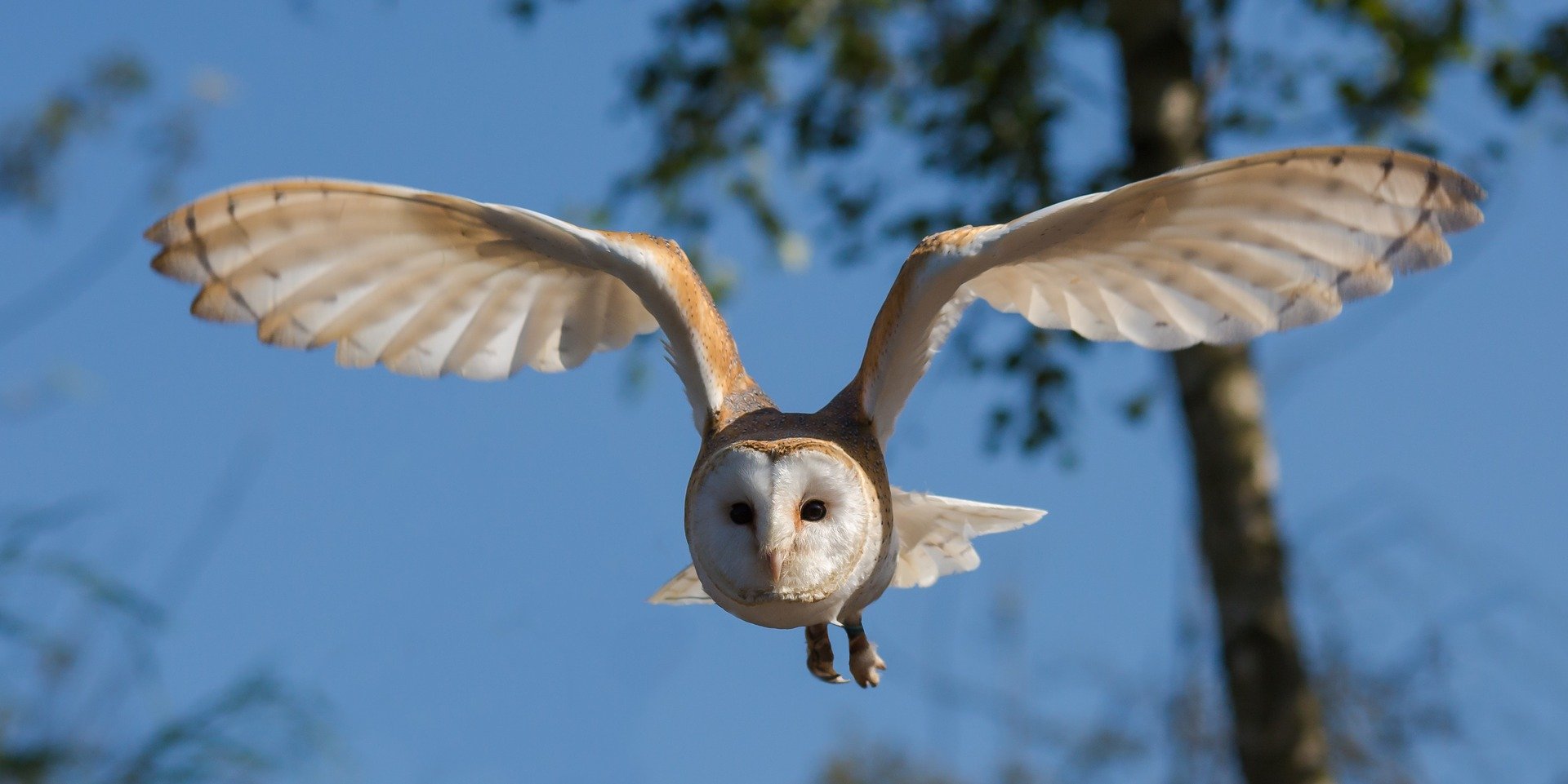 picture of a barn owl